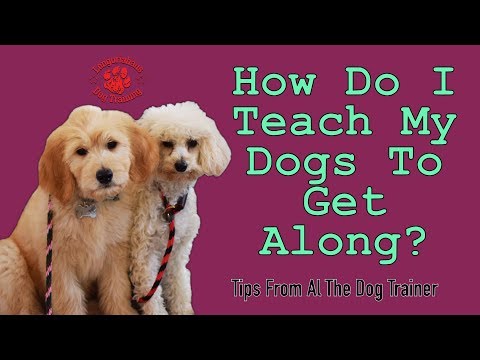 How To Teach Your Dogs To Get Along - Tips From Al The Dog Trainer
