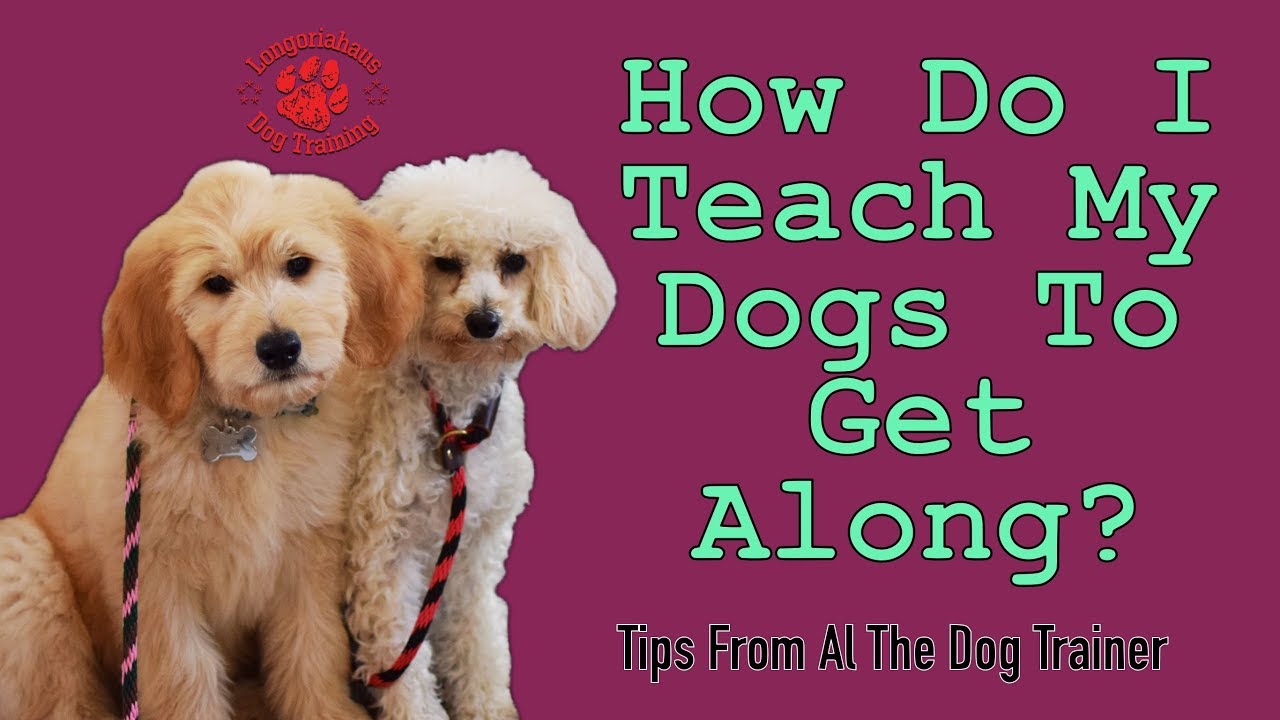 How To Teach Your Dogs To Get Along Tips From Al The Dog Trainer