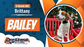 8 Month Old BrittanyBailey2 Week CommunityBest Dog Trainers Florida