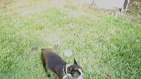 Teaching Your Dog To Target From a Distance