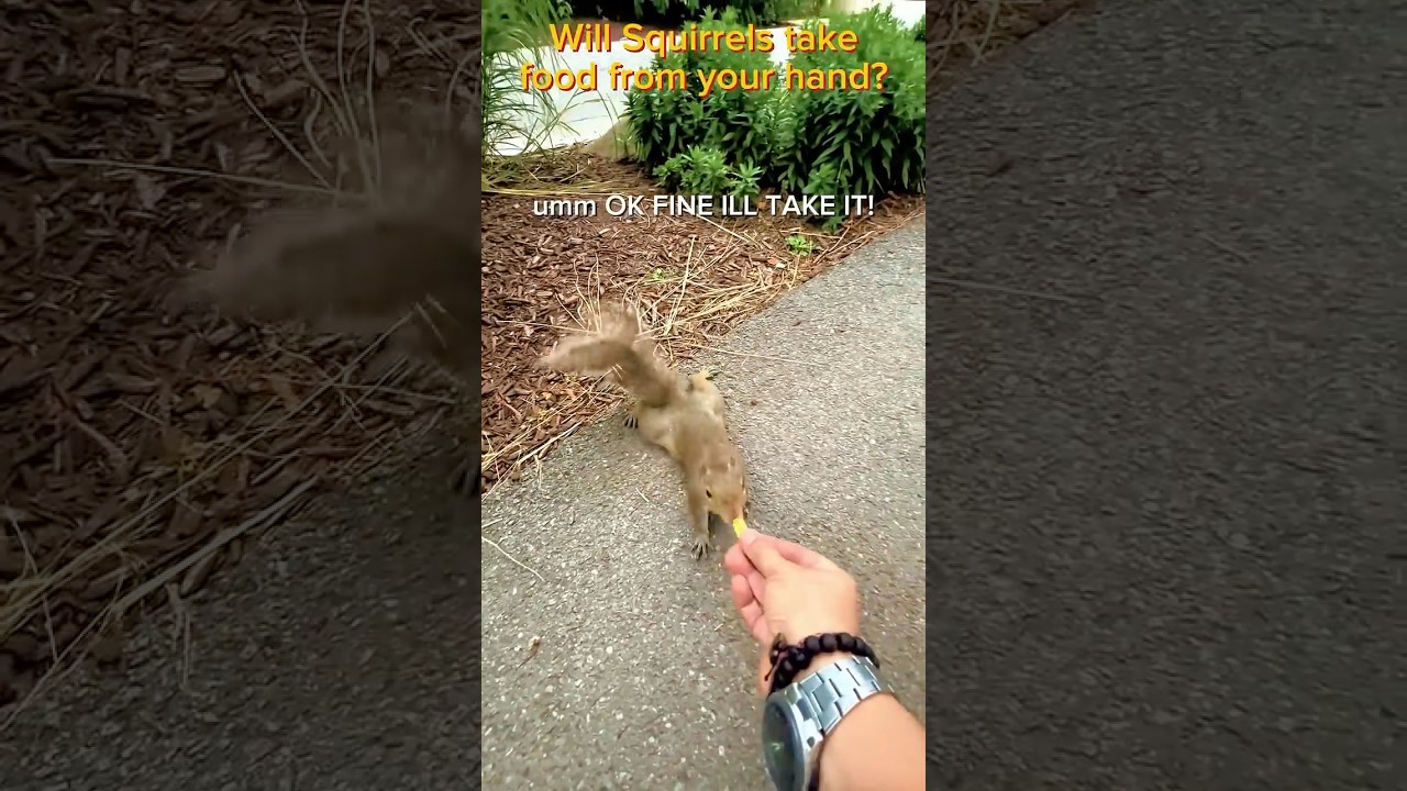 Will squirrels take food from your hand? #vanlife #wildlife #animals #funny #park  #shorts #trending