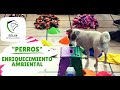 Enriquecimiento ambiental para perros - Escuela Canina Selva