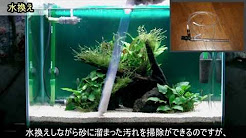 コリドラス 水槽 掃除まとめ Youtube