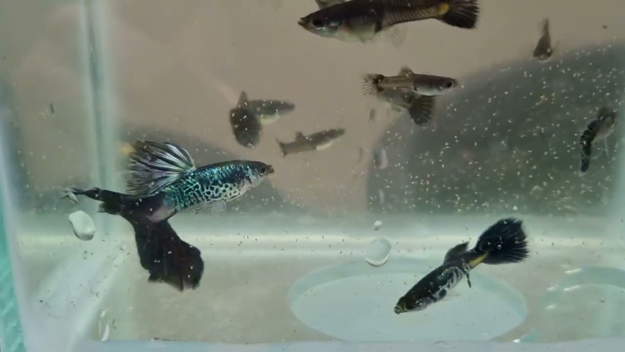 12 Live Guppy Fry – Galaxy Blue Tail – Freshwater Tropical Fish – USA Seller