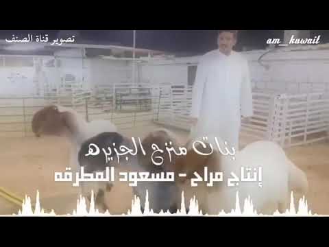 عرض من حلال المربي القدير مسعود المطرقه ابوسعد راعي منزحات من دولة الكويت الشقيقه 