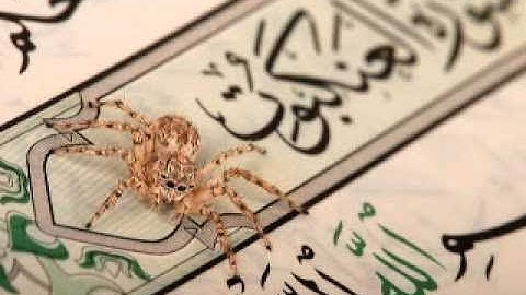 تلاوة خاشعة بصوت الشيخ  عبد الرحمن الناوي  - سورة العنكبوت