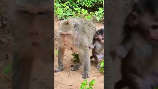 A little baby monkey playing happy and funny #shorts