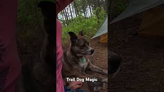 Trail Dog Magic #hikingdog