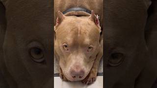 Уговариваю пойти мыть лапки 🐾#pitbull #raybulltime #питбуль #puppy #пит #staffy #dogtraining #dog