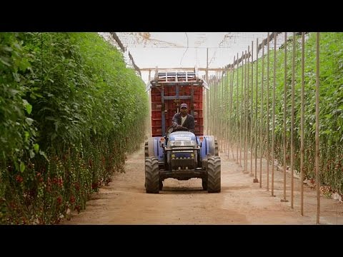 L'agricoltura marocchini colpiti dalla siccità
