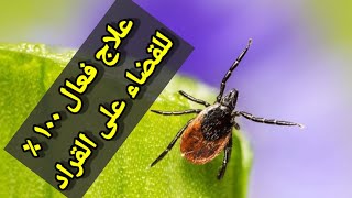 حقائق غريبه عن حشرة القراد ( القرف كله ) واسهل طريقه للقضاء عليها