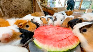 Animals eat watermelon