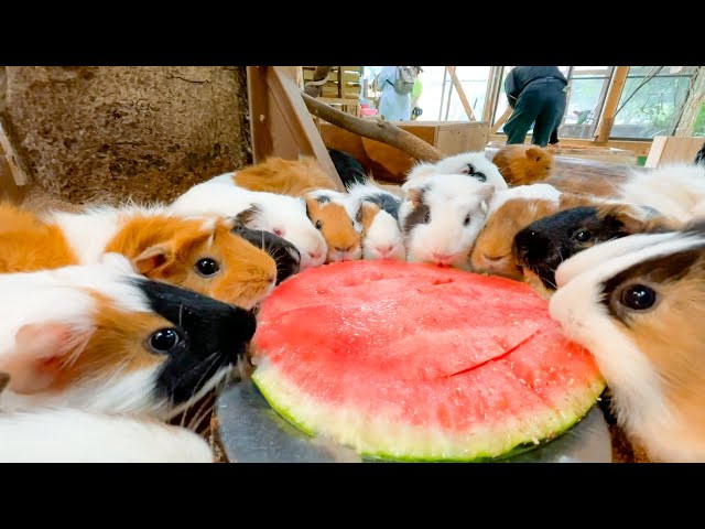 Animals eat watermelon - YouTube