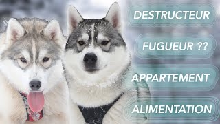 Ce qu'il faut savoir sur le Husky Sibérien