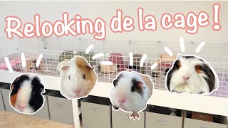 Je fais le relooking de la cage des cochons d'Inde!