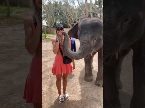 Слоны На Пхукете| Где Кормить Слонов На Пхукете| Экскурсия К Слонам На Пхукете| Приют Слонов Пхукет