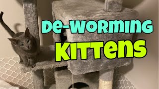 De-worming Kittens