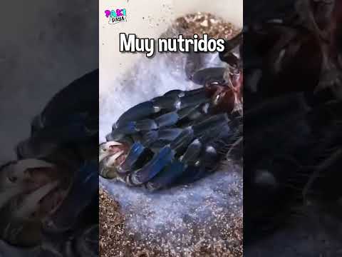 Vídeo: Què és la muda dels insectes?