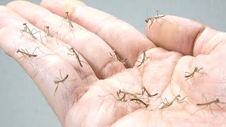 カマキリの赤ちゃんが大量に生まれてきた