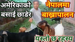 बाख्रापालन सम्बन्धि सम्पूर्ण कुराकानी||६ माउ बाख्रा बाट ६० बाख्रा|| Full information about goat farm