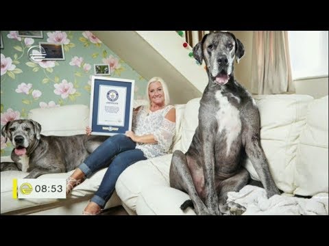 გინესის ყველაზე უცნაური რეკორდები და რეკორდსმენები