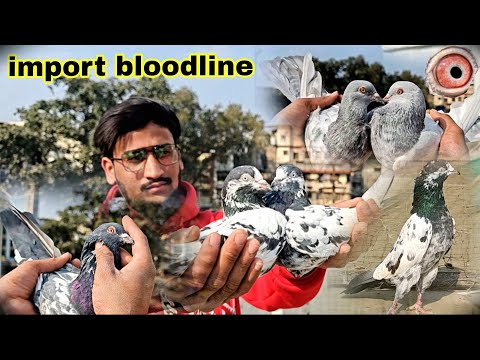 Seleti Kamagar Kabootar Seleti Bichhu Breed Import Bloodline Ka Shauk Kyarish Kadri Pigeons 