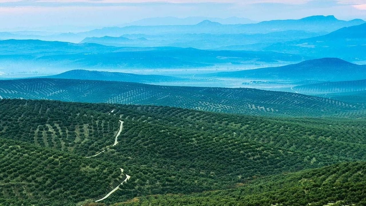 Los mares de olivos de Jaén