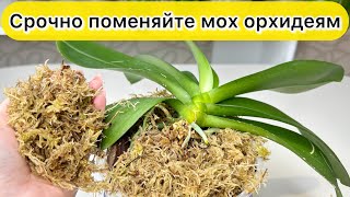 Орхидеям нужен мох Защитить корни орхидеи от пятен Для цветения орхидей Повысить влажность орхидеям