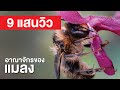 สารคดี สำรวจโลก ตอน อาณาจักรของแมลง - โลกของเหล่าแมลงโหดร้ายกว่าที่คิด