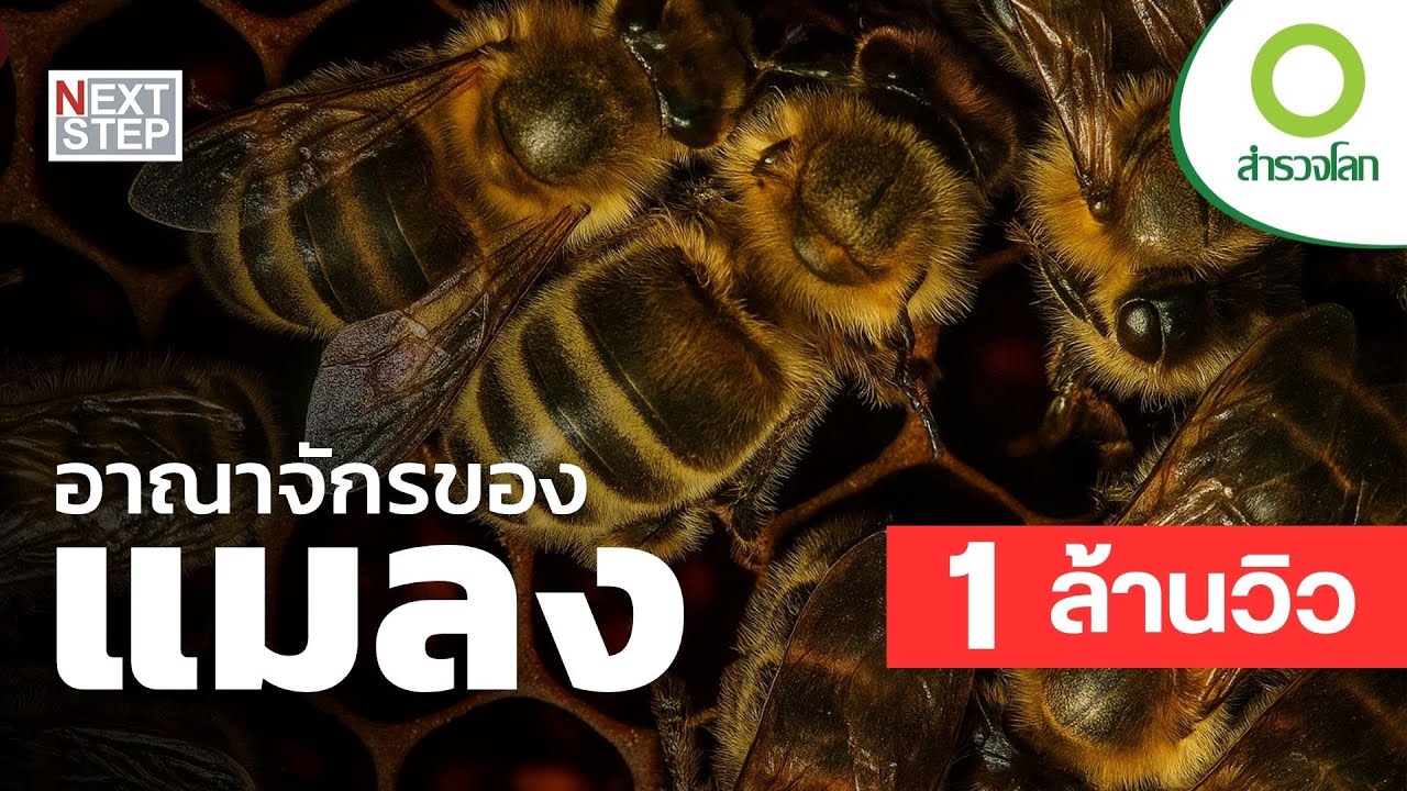 อาณาจักรของแมลง - โลกของเหล่าแมลงโหดร้ายกว่าที่คิด | สารคดี สำรวจโลก