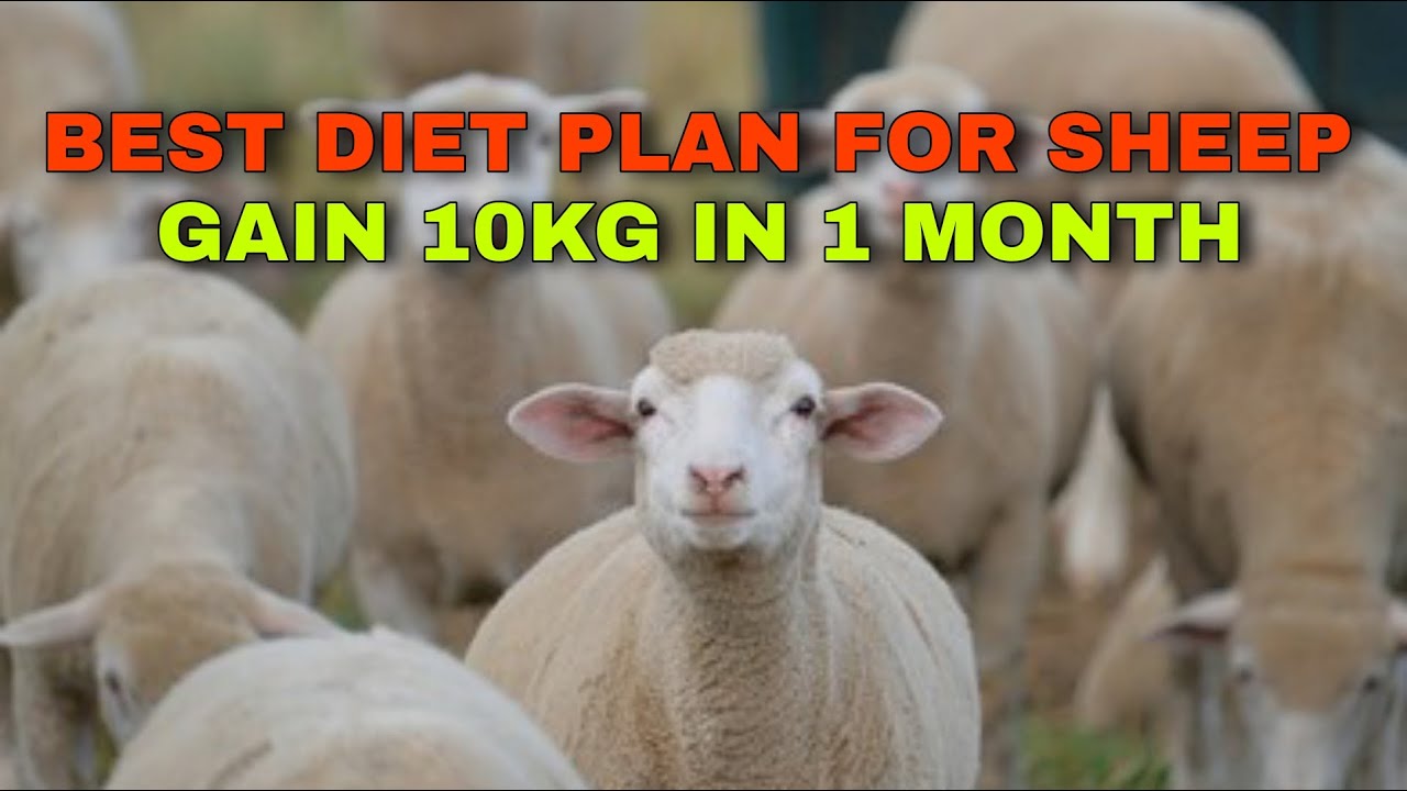 Best diet for sheep || fast weight gain diet for sheep || diet for ...