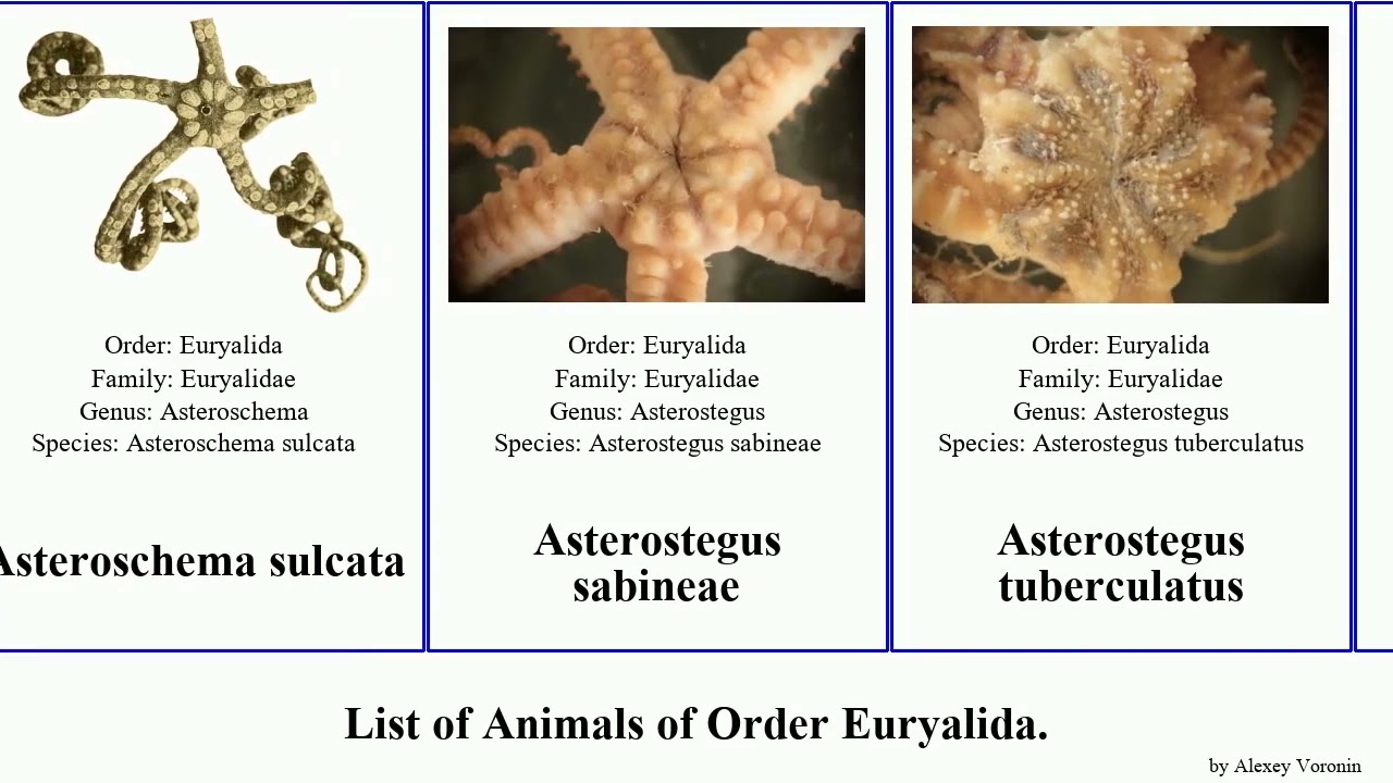 List of Animals of Order Euryalida. asteroschema featuring ajax salix japonicus capensis aspera