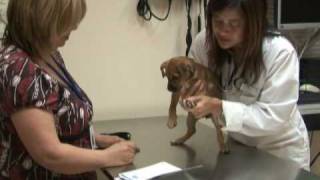 Puppy Care - First Vet Visit