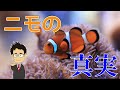 クマノミはどんな魚？ドリーは混泳できる？性転換する？ニモの生態を分かりやすく解説！【ディズニー女子に嫌われる覚悟】