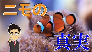 クマノミはどんな魚？ドリーは混泳できる？性転換する？ニモの生態を分かりやすく解説！【ディズニー女子に嫌われる覚悟】