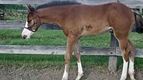 "Halo" - 2016 APHA colt by All In Lights