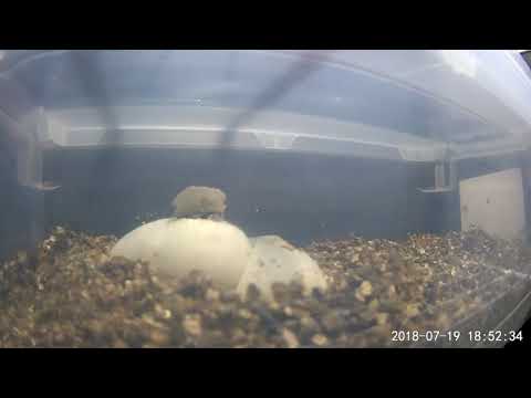 Something Rumbling. Highlight: 2018 Ball Python Clutch #3 Live Hatch Cam