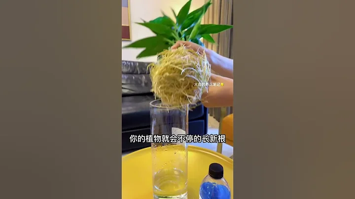 #水培植物 你以為澆澆水就能養的好嗎？黃葉枯葉，不發芽不生根怎麼辦？ #shorts - 天天要聞