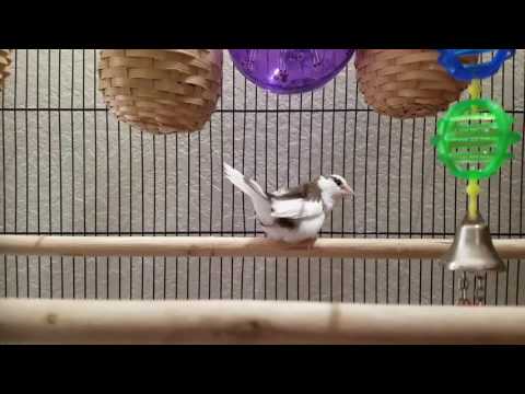 Singing Society Finch - Courtship Dance