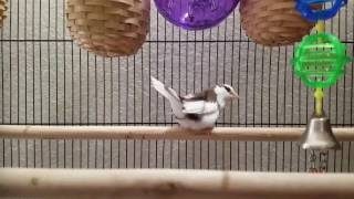 Singing Society Finch - Courtship Dance