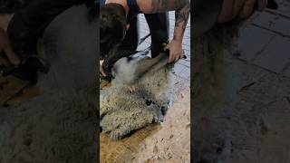 Real Time Finn Sheep Shearing