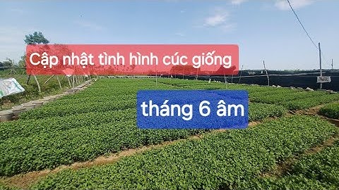 Cập nhật tình hình cúc giống pha lê đại đóa tạm ngưng nhận đầu tháng 7 vì quá tải