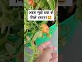आज मुझे टेरेस गार्डन से मिले टमाटर #gardening #youtubeshorts