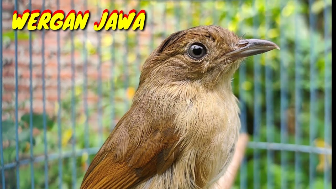 Burung Flamboyan Jantan Dan Betina - Burung Sikatan Londo ...