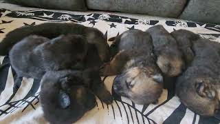Ruby and her three week old puppies