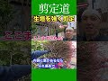 分厚くなった生垣どうする？《トキワマンサク生垣剪定》強剪定に耐えてくれる！！ここを切るんだよ #剪定方法 #庭作業 #庭木の管理 #庭木の手入れ #庭木の剪定 #トキワマンサク #生垣 #初心者