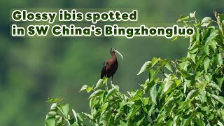 Glossy ibis spotted in SW China's Bingzhongluo