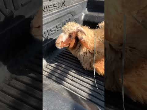 خروف العيد راح بيها