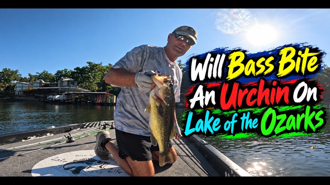 Will Bass Bite an Urchin Bait on Lake of the Ozarks?