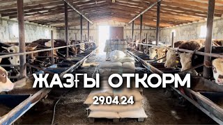 ЖАЗҒЫ МАЛ БОРДАҚЫЛАУ | ЛЕТНИЙ ОТКОРМ БЫЧКА